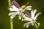Silene nutans subsp insubrica 18