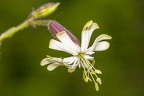 Silene nutans subsp insubrica 19