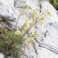 Saxifraga hostii 01