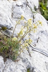 Saxifraga hostii 01