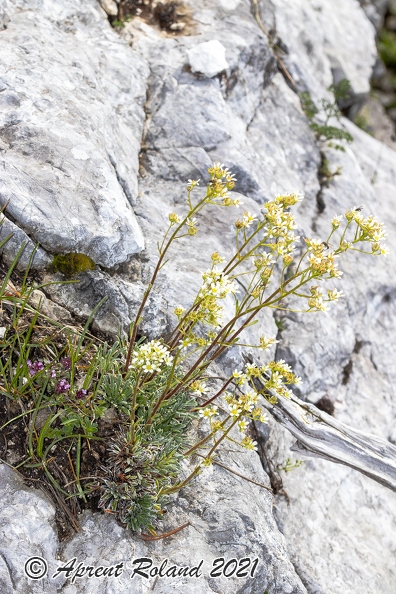 Saxifraga_hostii_02.jpg