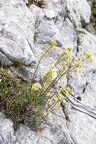 Saxifraga hostii 02