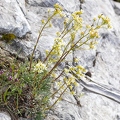Saxifraga hostii 03