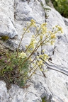 Saxifraga hostii 03