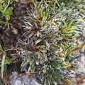 Saxifraga hostii 04