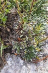Saxifraga hostii 04