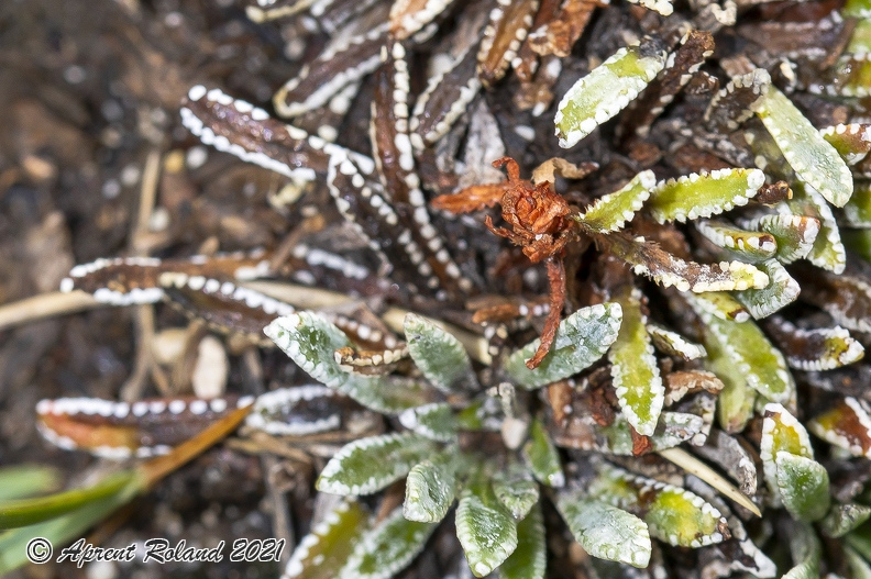 Saxifraga_hostii_05.jpg
