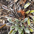 Saxifraga hostii 05