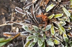 Saxifraga hostii 05