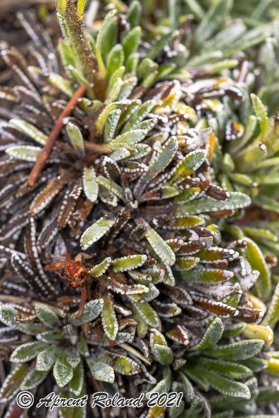 Saxifraga_hostii_06.jpg