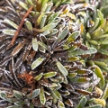 Saxifraga hostii 06