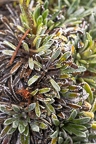 Saxifraga hostii 06