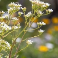Saxifraga hostii 07