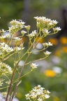 Saxifraga hostii 07