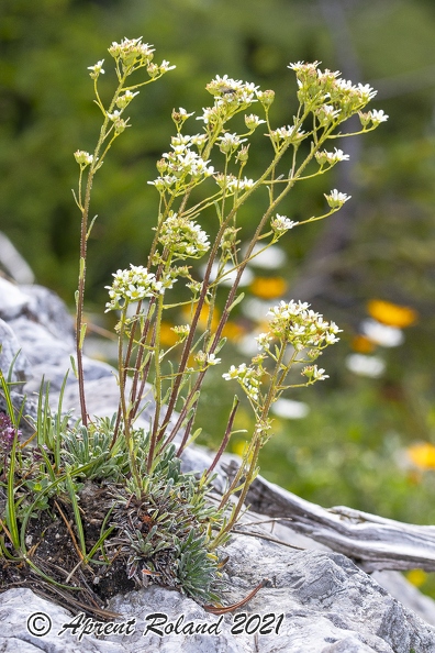 Saxifraga_hostii_08.jpg