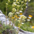 Saxifraga hostii 08