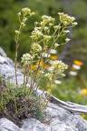 Saxifraga hostii 08