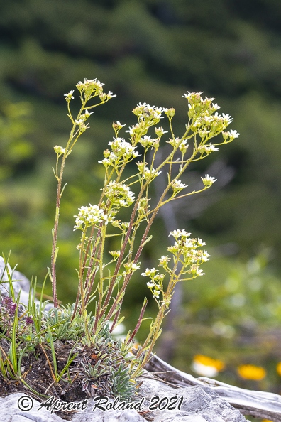 Saxifraga_hostii_09.jpg