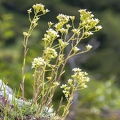 Saxifraga hostii 09