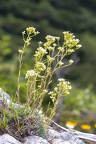 Saxifraga hostii 09