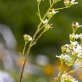 Saxifraga hostii 10