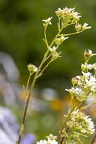 Saxifraga hostii 10