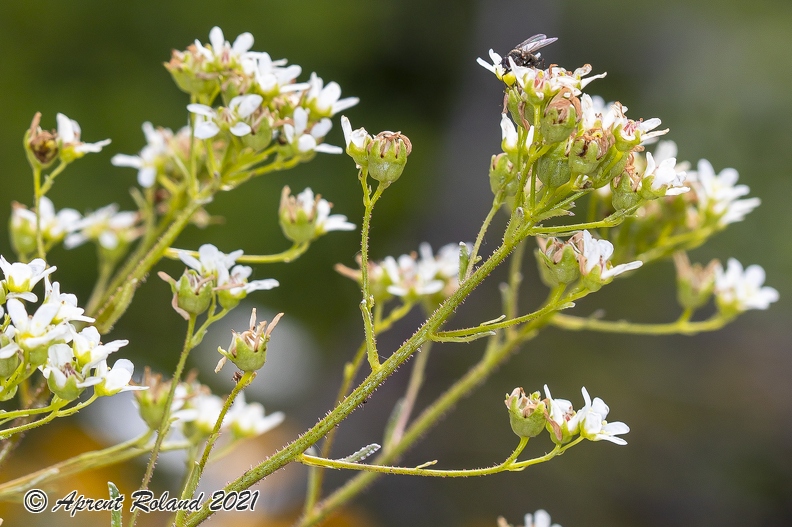 Saxifraga_hostii_11.jpg