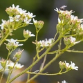 Saxifraga hostii 11