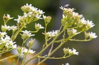 Saxifraga hostii 11