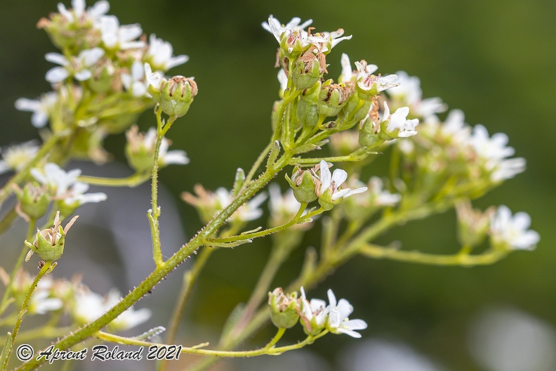 Saxifraga_hostii_12.jpg