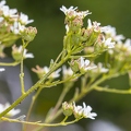 Saxifraga hostii 12