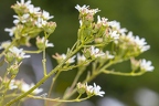 Saxifraga hostii 12