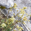 Saxifraga hostii 13