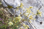 Saxifraga hostii 13