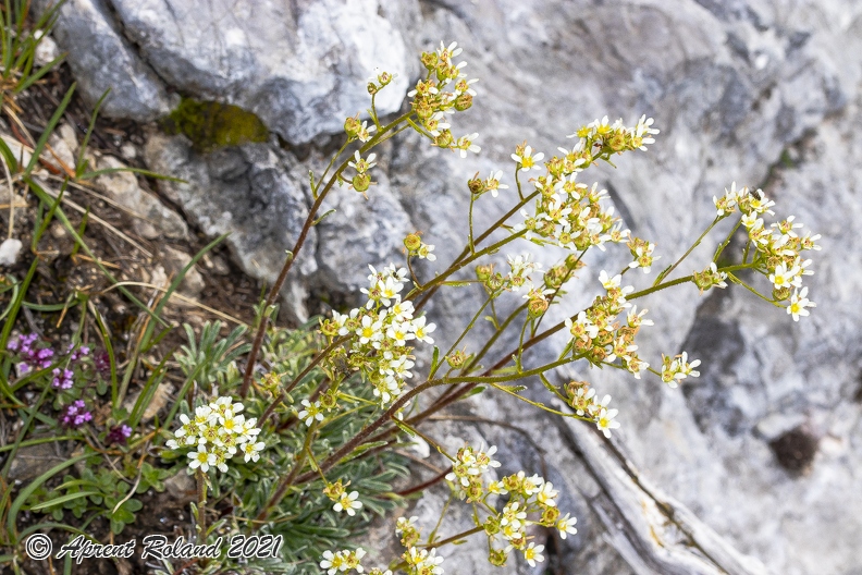 Saxifraga_hostii_14.jpg