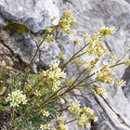 Saxifraga hostii 14