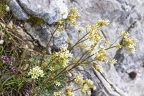 Saxifraga hostii 14