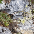 Saxifraga hostii 15