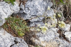 Saxifraga hostii 15