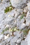 Saxifraga hostii 16