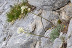 Saxifraga hostii 17