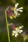 Silene nutans subsp insubrica 01