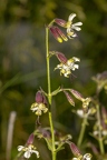 Silene nutans subsp insubrica 04