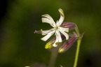 Silene nutans subsp insubrica 06