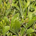 Silene nutans subsp insubrica 19