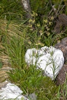 Silene nutans subsp insubrica 24