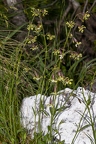 Silene nutans subsp insubrica 26