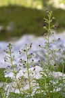 Scrophularia juratensis 02