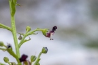 Scrophularia juratensis 05