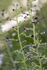 Scrophularia juratensis 04